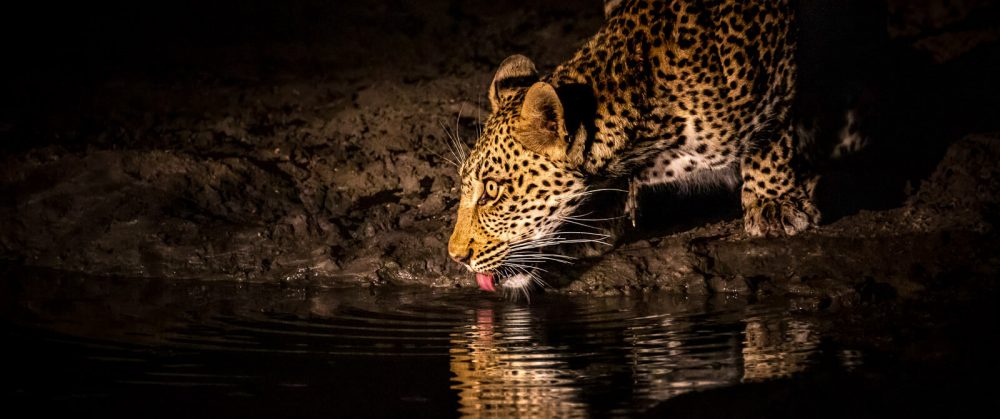 WILD LIFE SAFARI TOURS 1