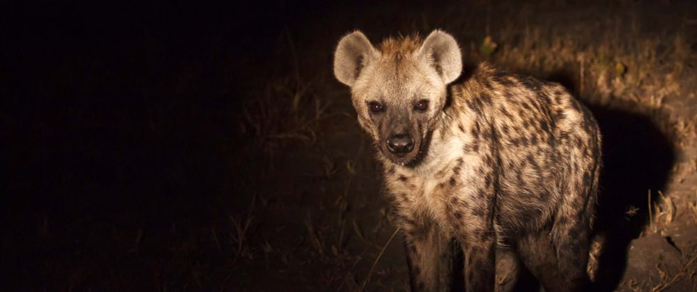 WILD LIFE SAFARI TOURS 2