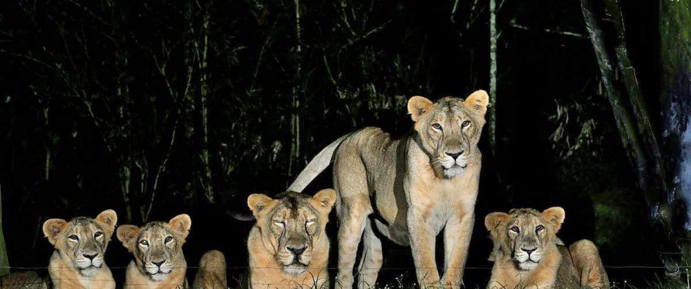 WILD LIFE SAFARI TOURS 3