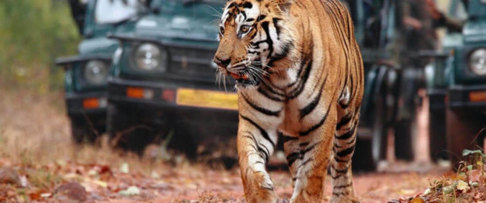 WILD LIFE SAFARI TOURS 4