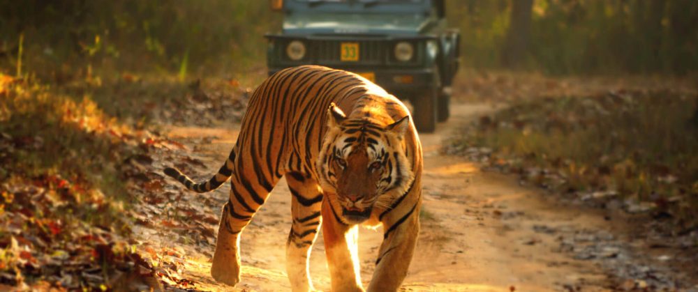 WILD LIFE SAFARI TOURS 5