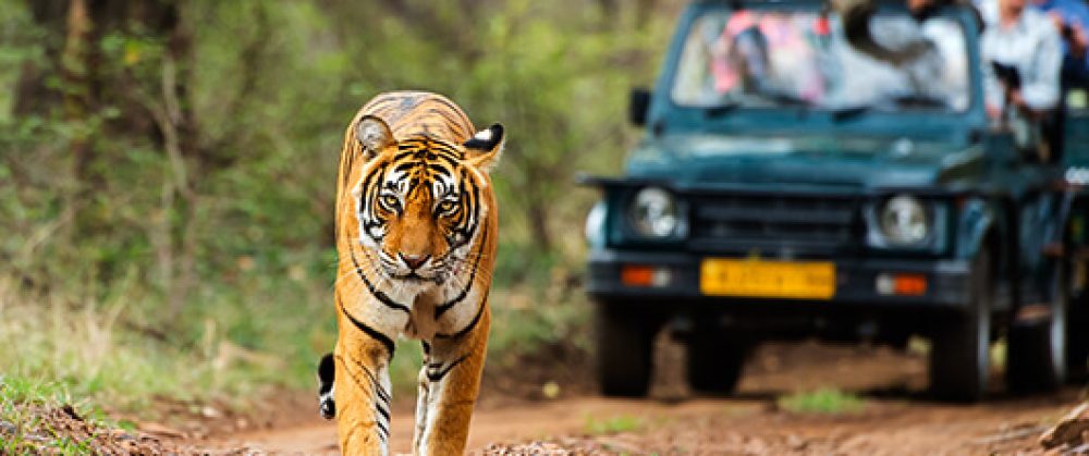 Wild Life Safaris Tours