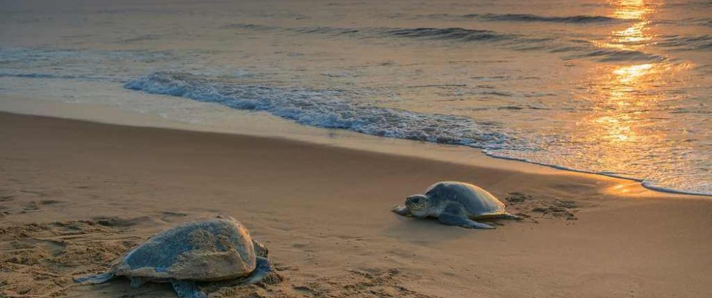 odisha-tours 5