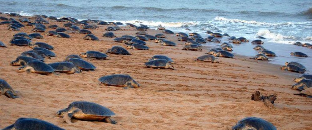 odisha-tours 6